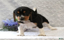 Beagle dogs for sale: Wilson - Image 4