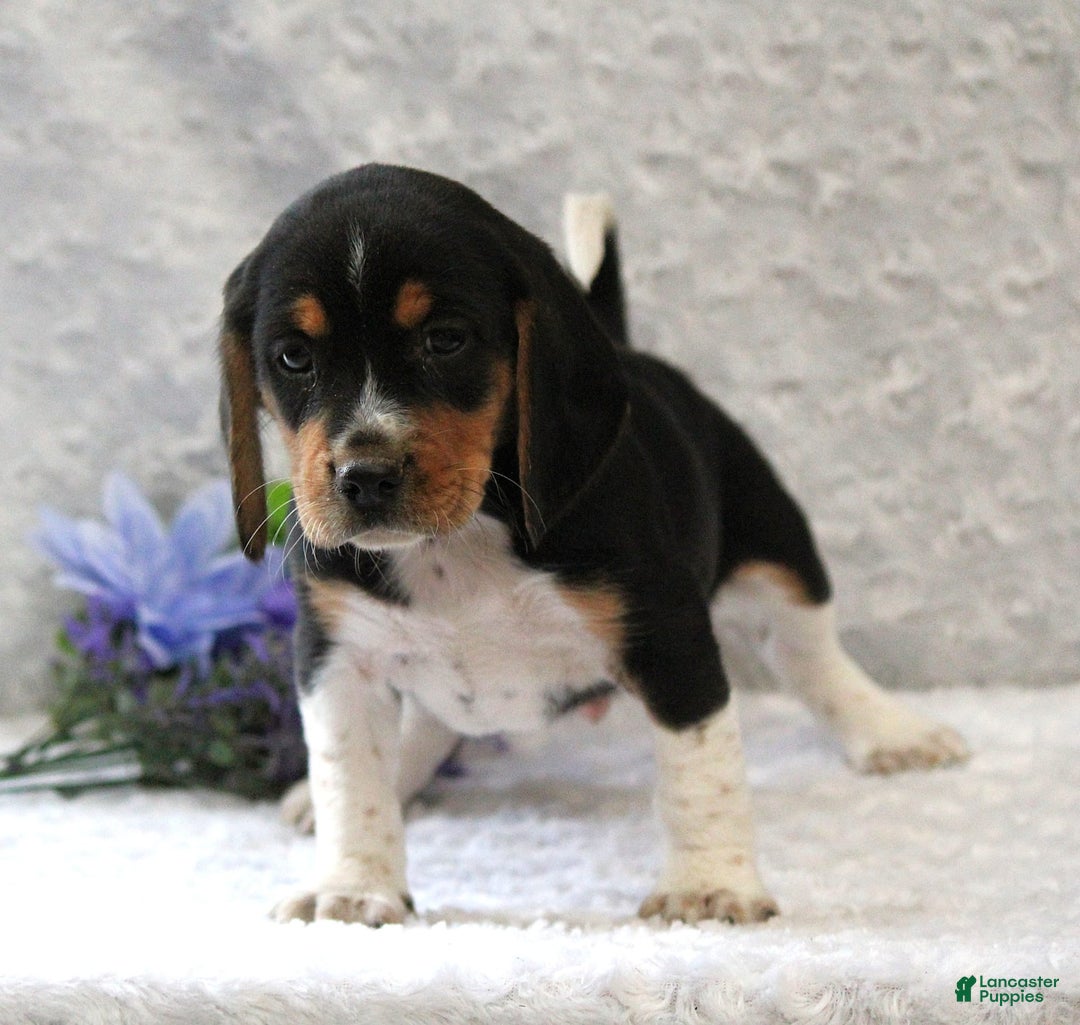 Beagle dogs for sale: Wilson - Image 4