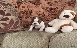 Boston Terrier dogs for sale: Maxx - Image 3