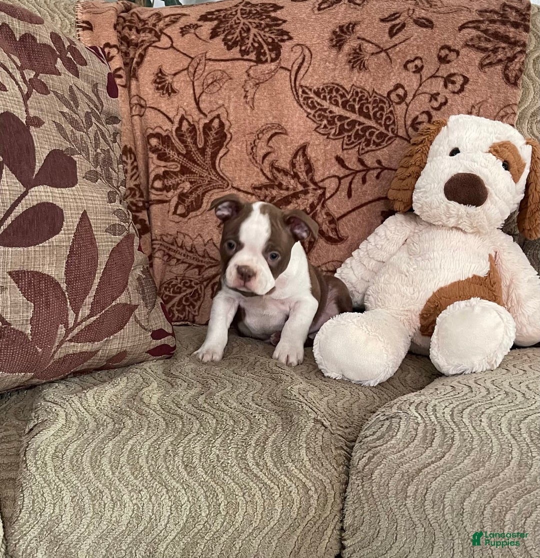 Boston Terrier dogs for sale: Maxx - Image 3