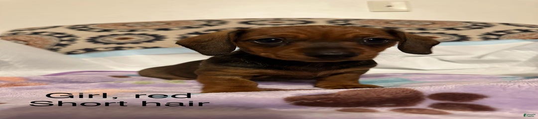 Cinnamon
