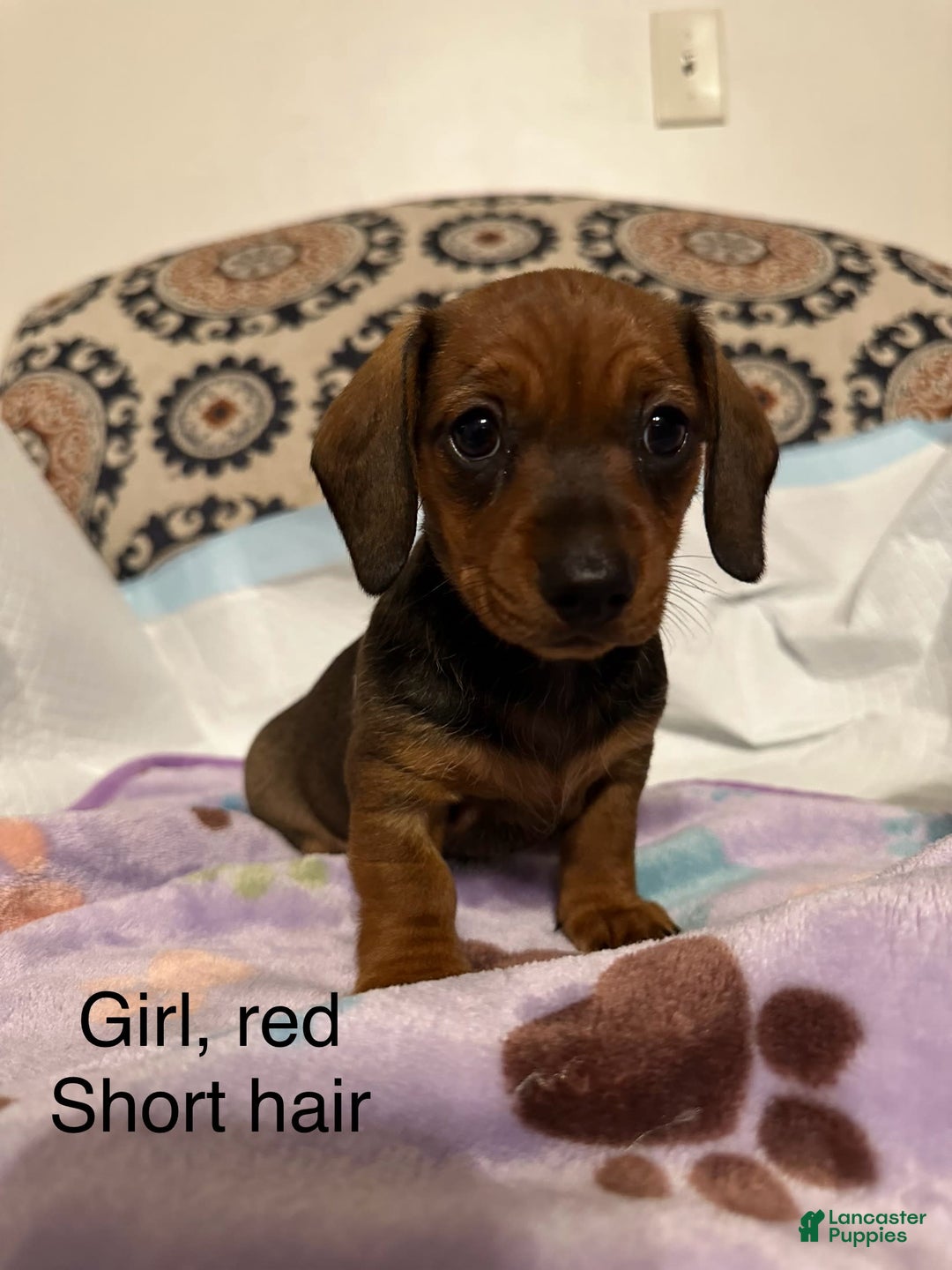 Dachshund dogs for sale: Cinnamon - Image 1