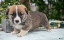 Welsh Corgi Pembroke dogs for sale: Micky - Image 3