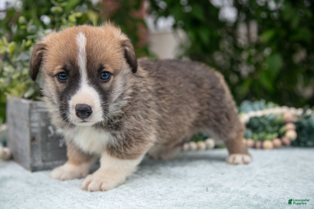 Welsh Corgi Pembroke dogs for sale: Micky - Image 3