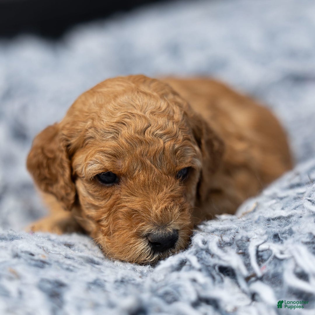Standard Poodle dogs for sale: Rachel - Image 1