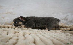 French Bulldog dogs for sale: Roscoe - Image 1