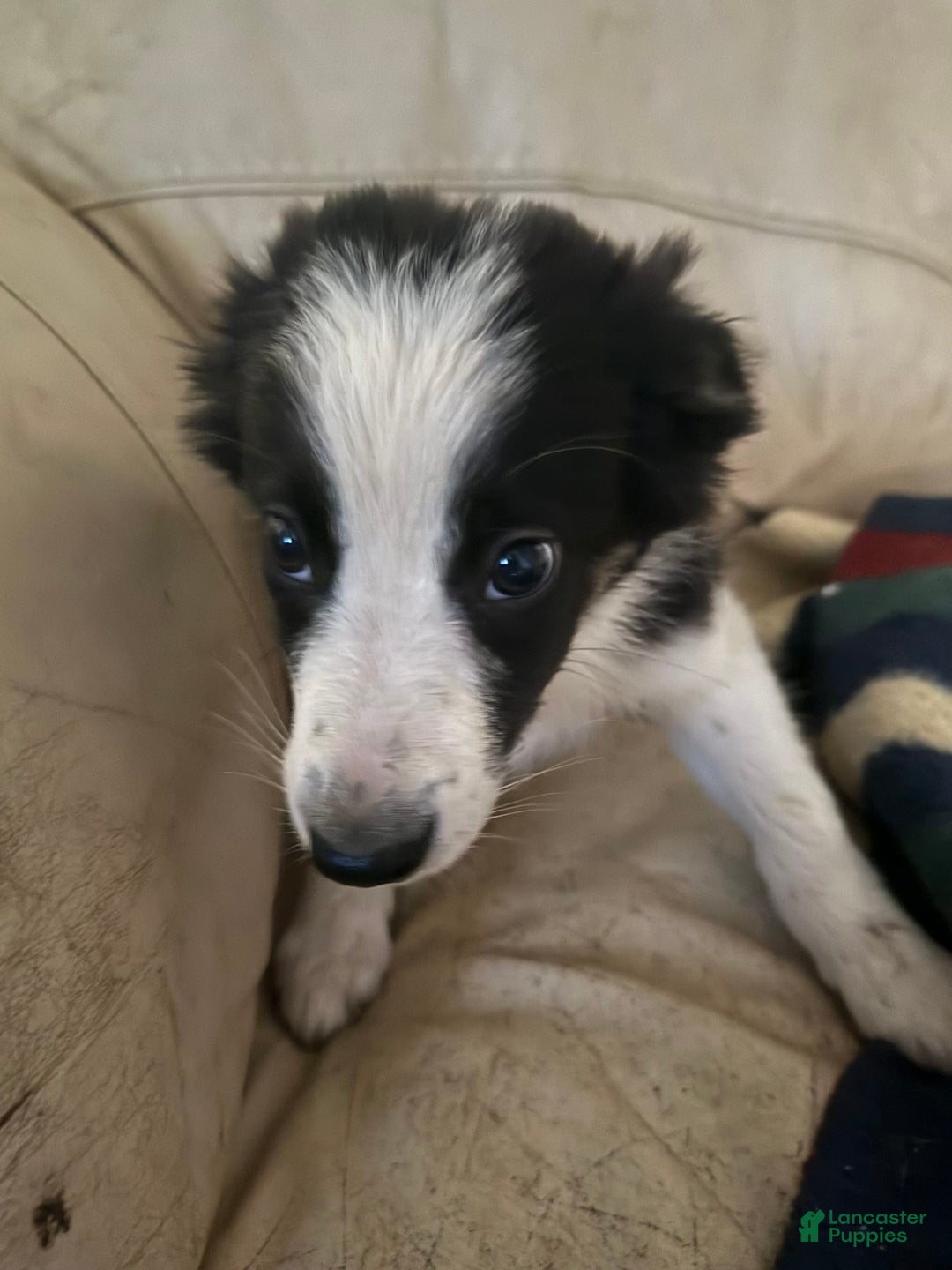 Border Collie dogs for sale: Max - Image 1