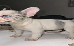 French Bulldog dogs for sale: Barbie - Image 9