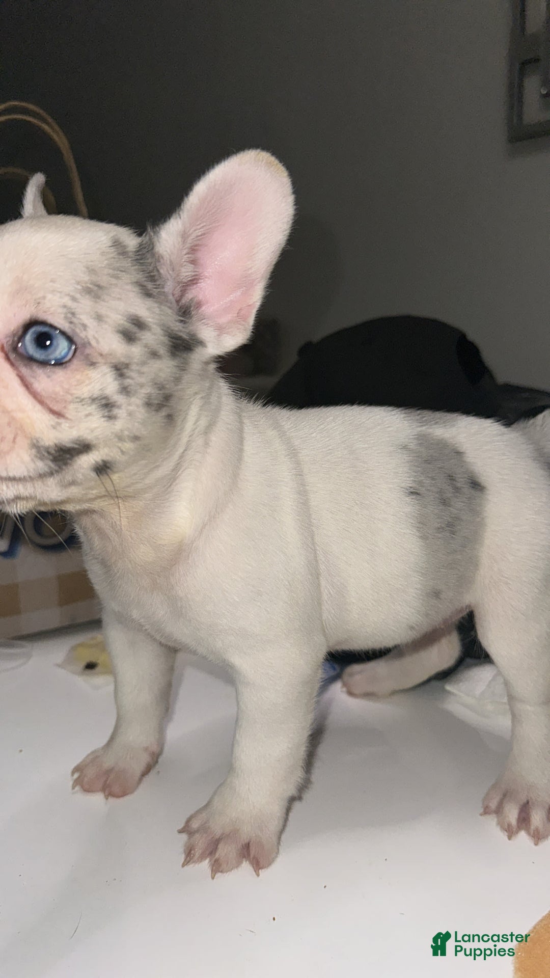 French Bulldog dogs for sale: Barbie - Image 9