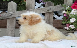 Bichpoo dogs for sale: Ellie - Image 1