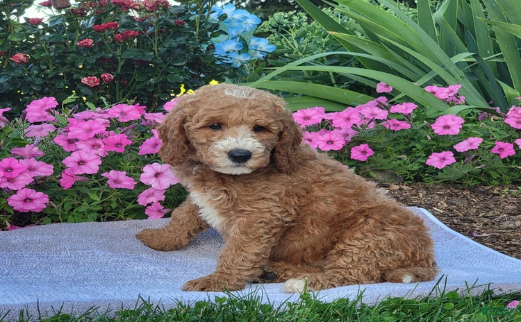 Goldendoodle dogs for sale - Ad 2
