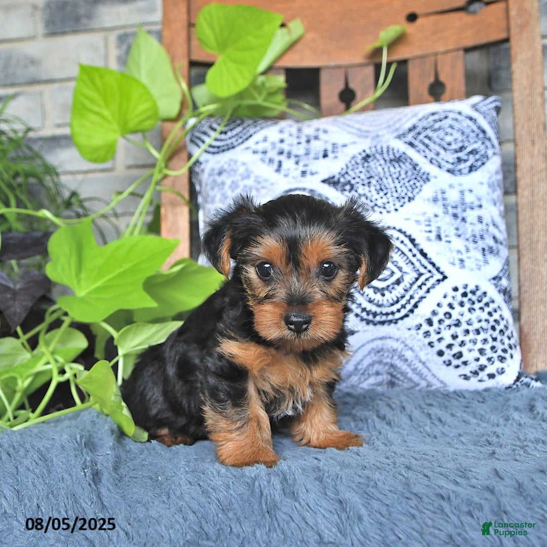 Yorkshire Terrier dogs for sale: Poppy - Image 2