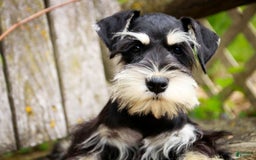 Miniature Schnauzer dogs for sale: Cinderella - Image 10