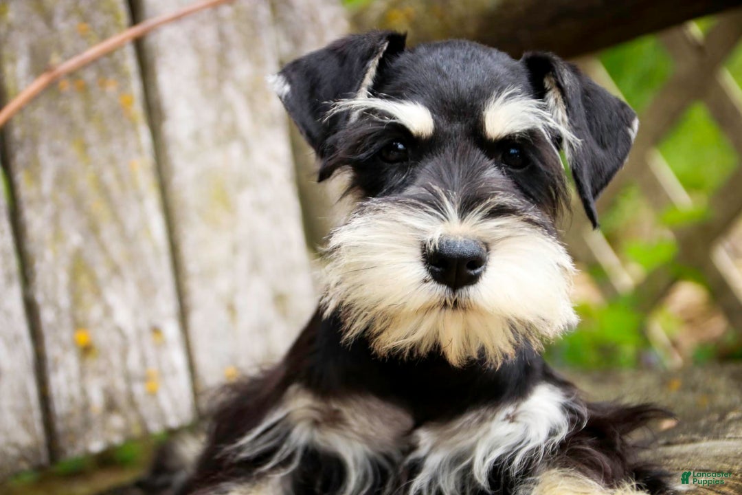Miniature Schnauzer dogs for sale: Cinderella - Image 10