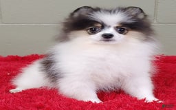 Pomeranian dogs for sale: Topper - Image 5