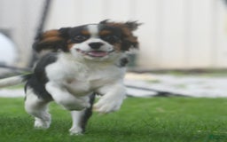 Cavalier King Charles Spaniel dogs for sale: Eros - Image 5
