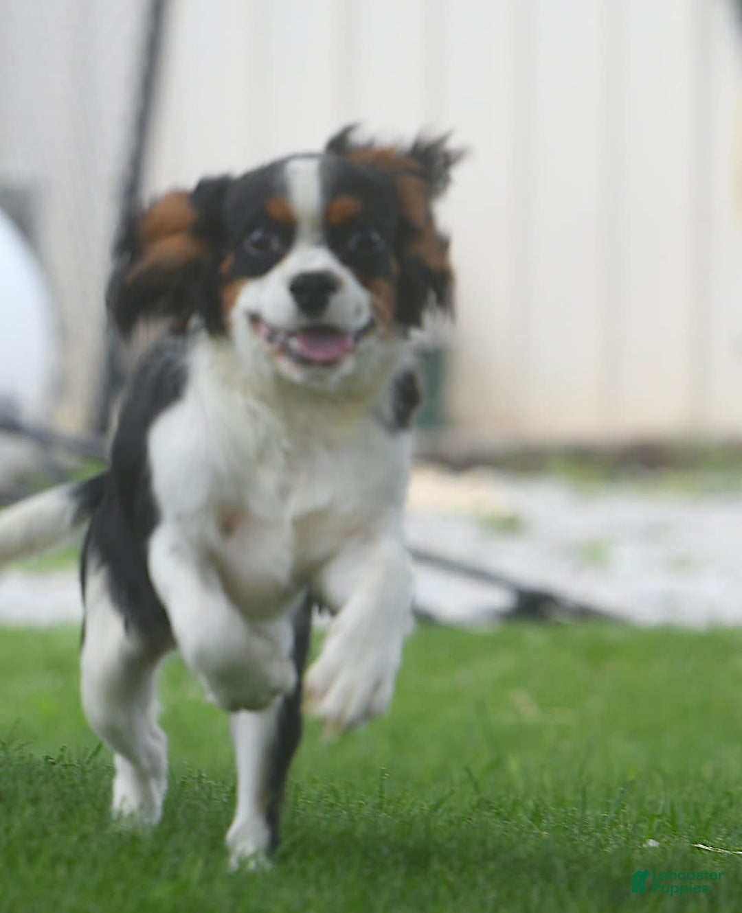 Cavalier King Charles Spaniel dogs for sale: Eros - Image 5