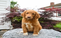 Goldendoodle dogs for sale: Cupcake - Image 1