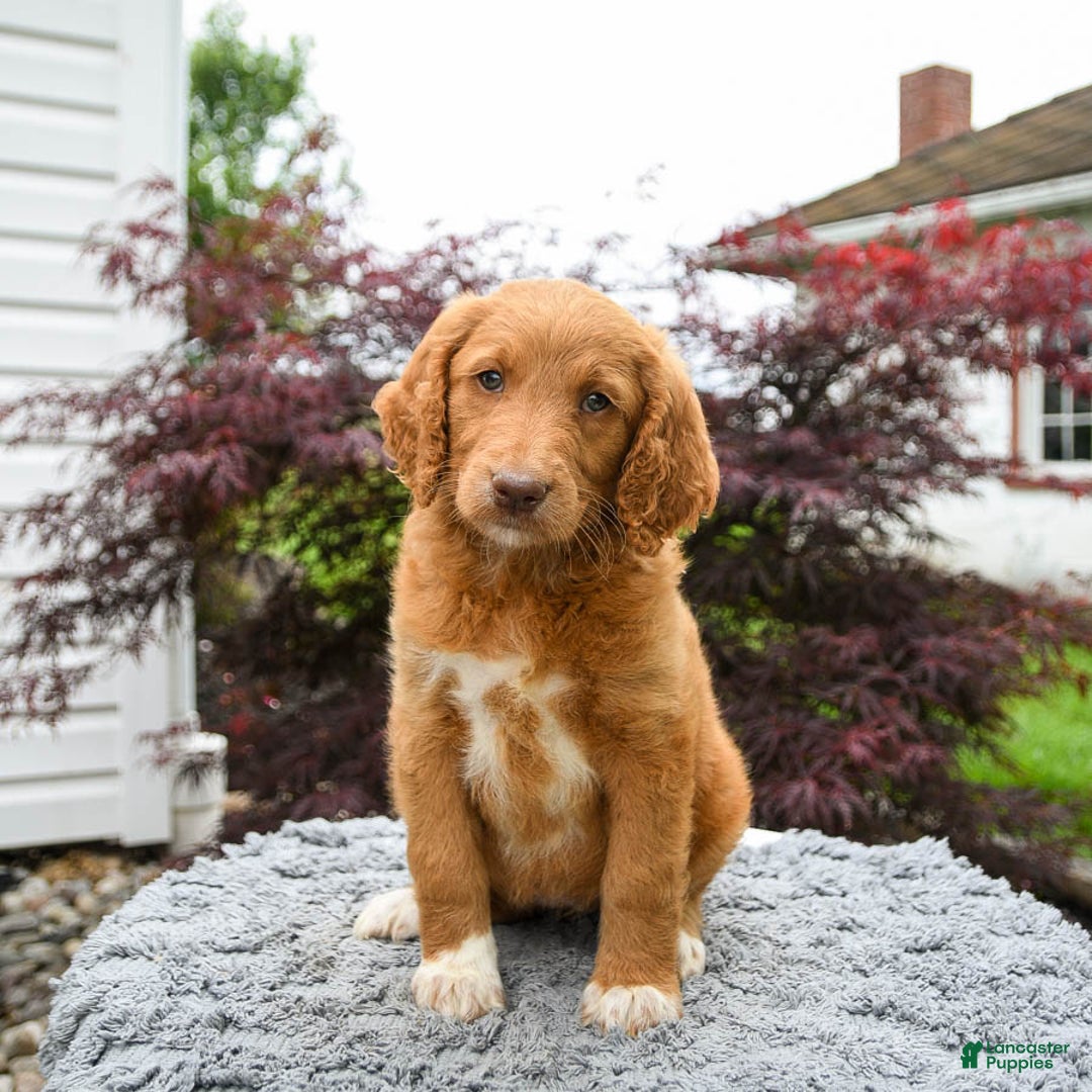 Goldendoodle dogs for sale: Cupcake - Image 1
