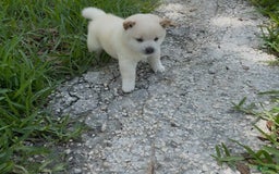 Shiba Inu dogs for sale: Yuki - Image 3