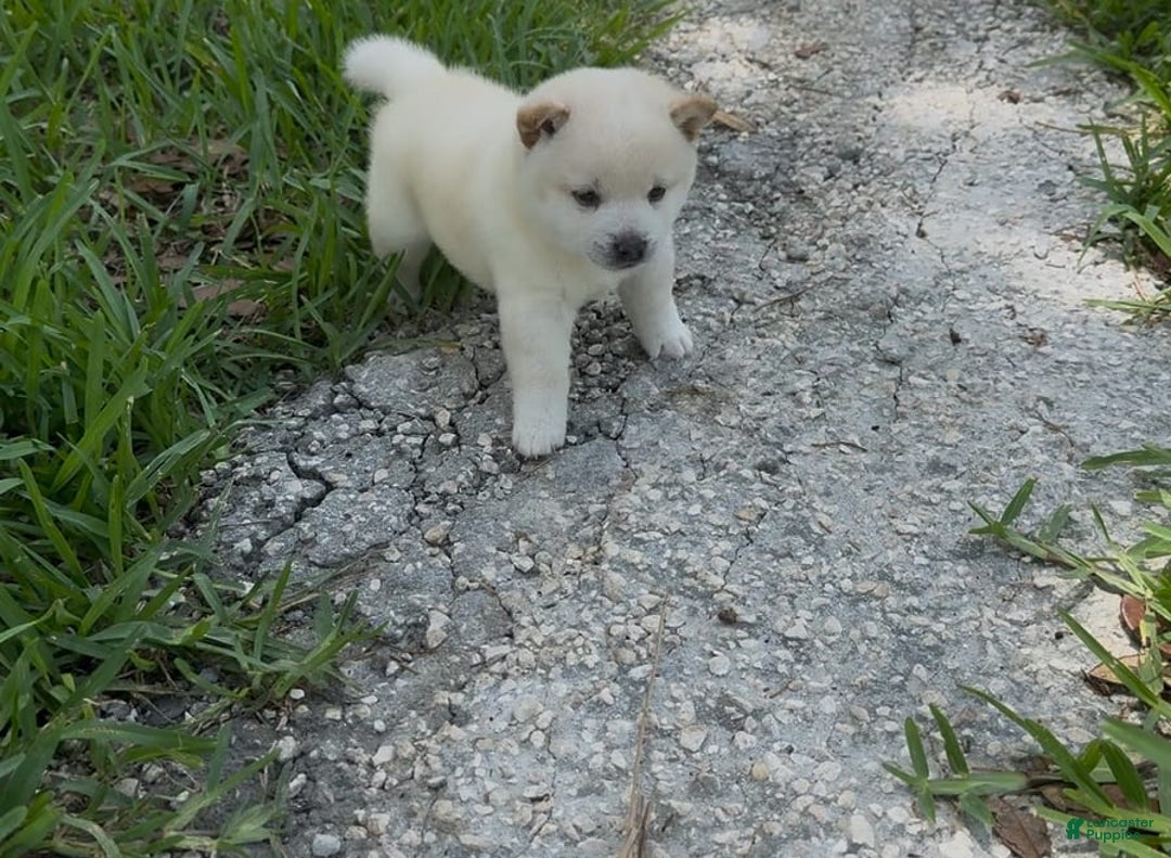 Shiba Inu dogs for sale: Yuki - Image 3