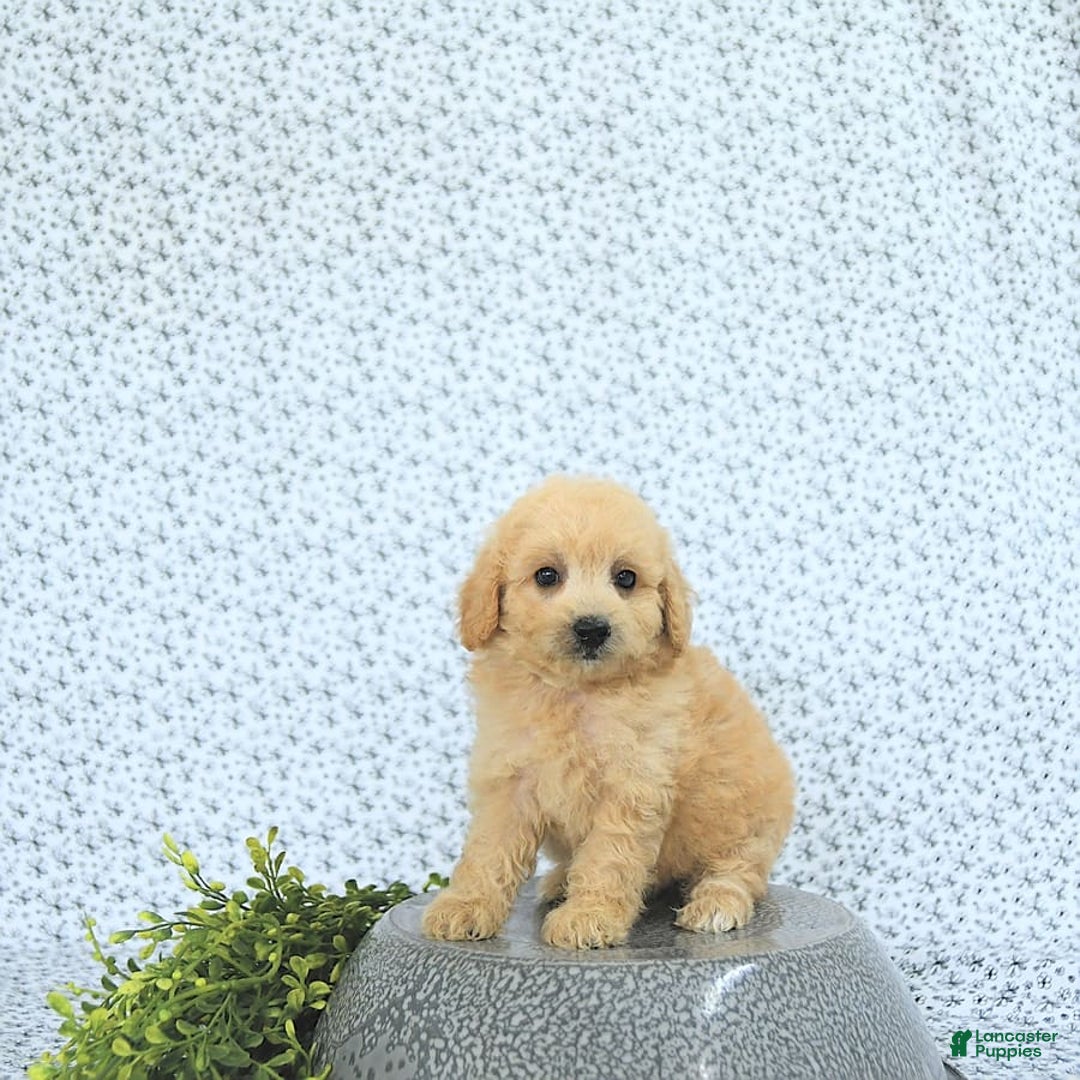 Mini Goldendoodle dogs for sale: Kinley - Image 8