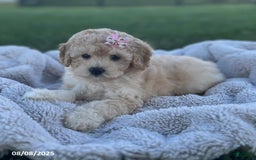 Bichpoo dogs for sale: Polly - Image 5