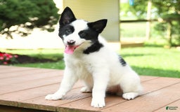 Border Collie dogs for sale: Poppy - Image 5