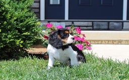 Cavalier King Charles Spaniel dogs for sale: Toby - Image 30