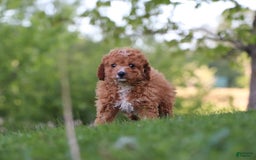 Cavapoo dogs for sale: Teddy - Image 3