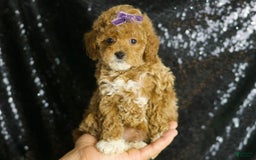Toy Poodle dogs for sale: Naveen - Image 2