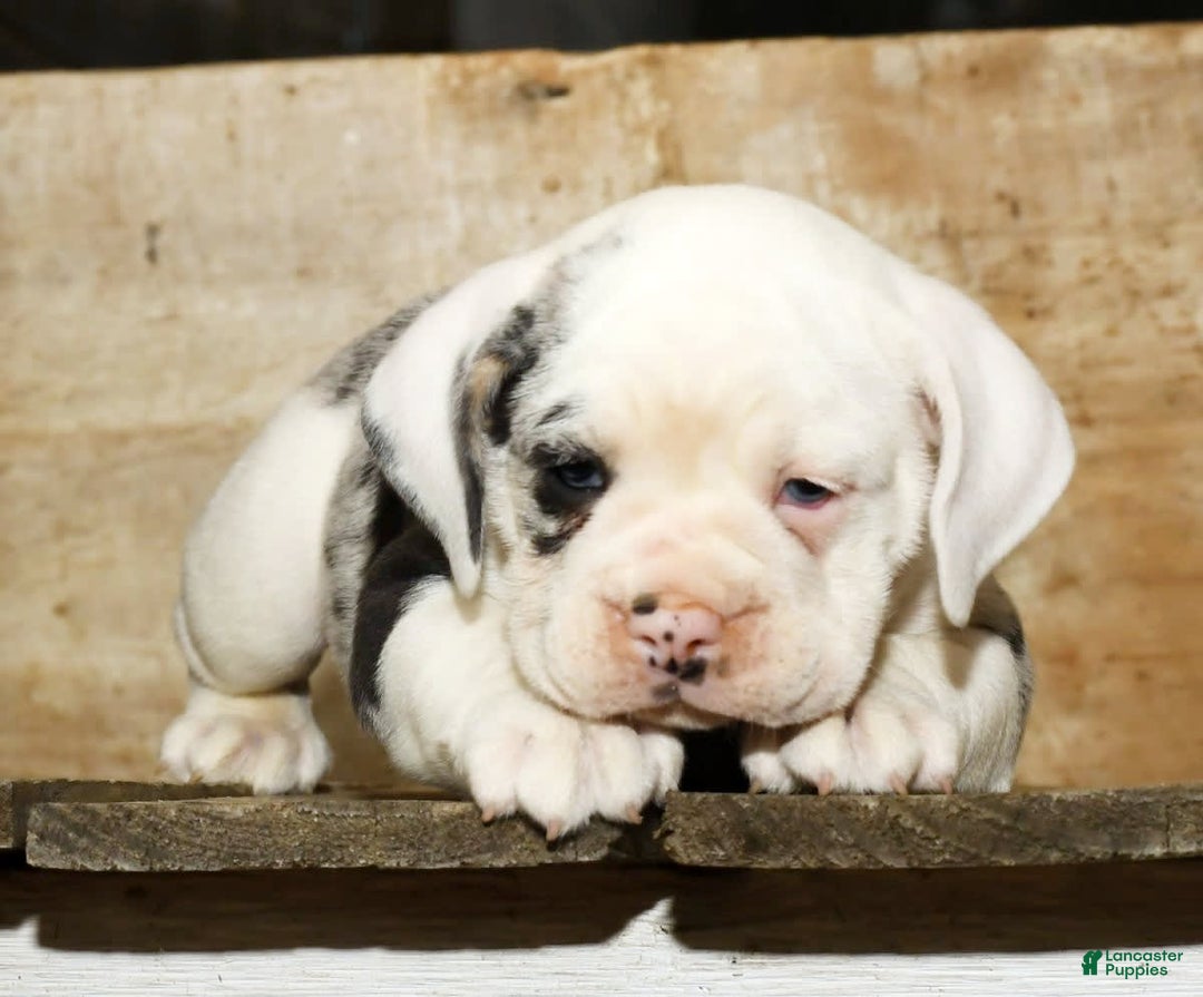 Beabull dogs for sale: Sunny - Image 8