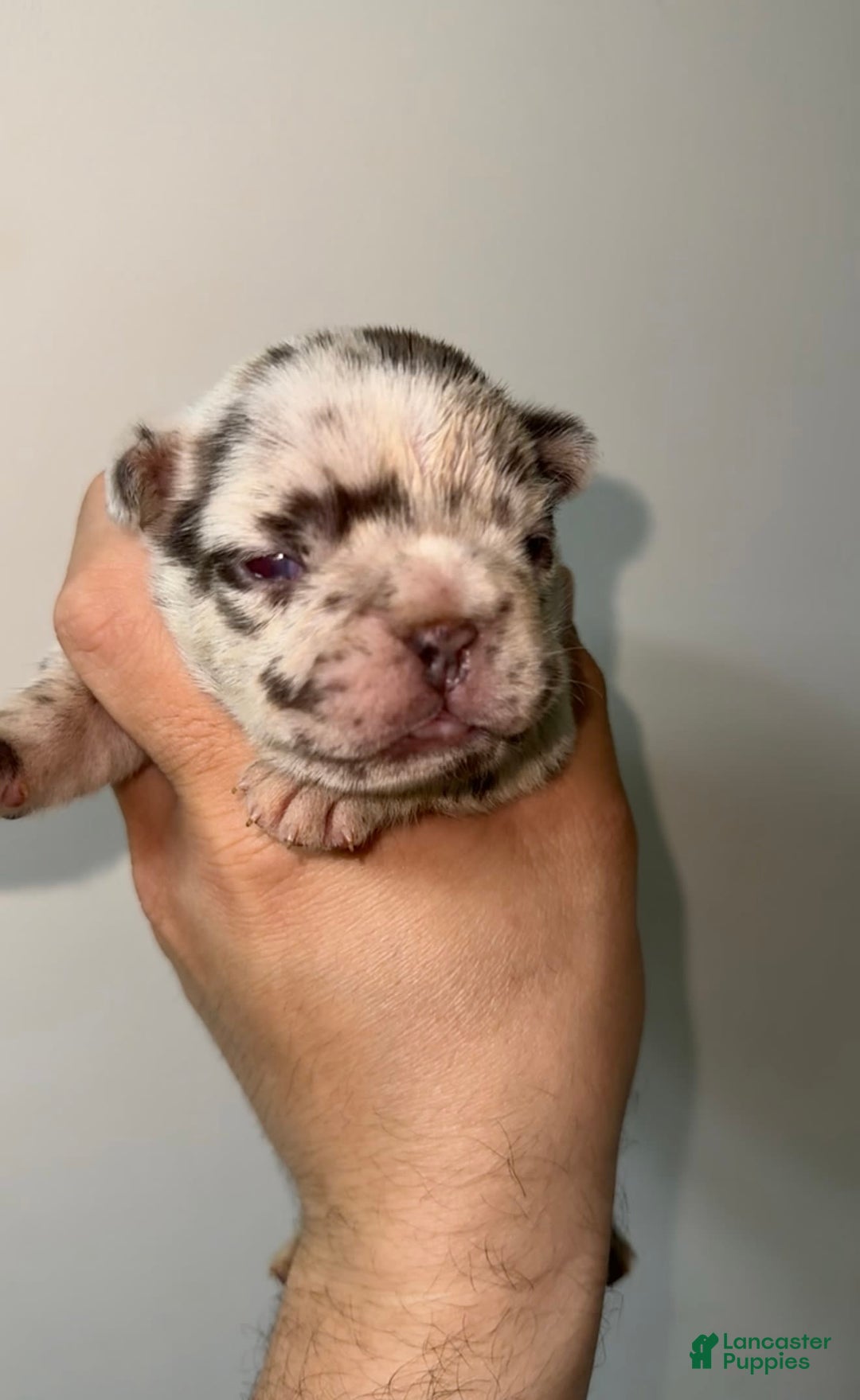 French Bulldog dogs for sale: Sky - Image 3
