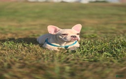 French Bulldog dogs for sale: Latto - Image 1