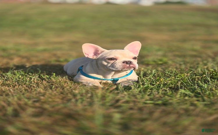 French Bulldog dogs for sale - Ad 1