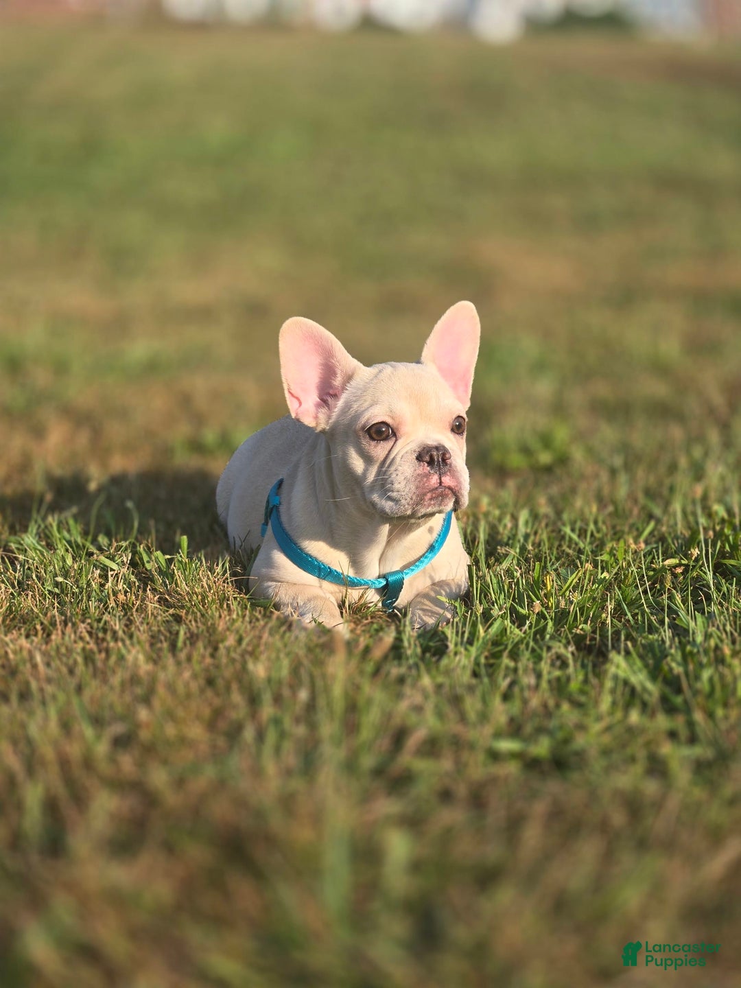 French Bulldog dogs for sale: Latto - Image 1