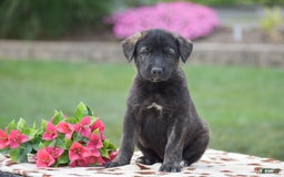 German Shepherd dogs for sale: Anna - Image 1