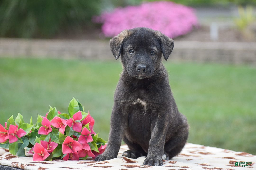 German Shepherd dogs for sale: Anna - Image 1