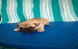 French Bulldog dogs for sale: Akc Fawn Black Mask - Image 16
