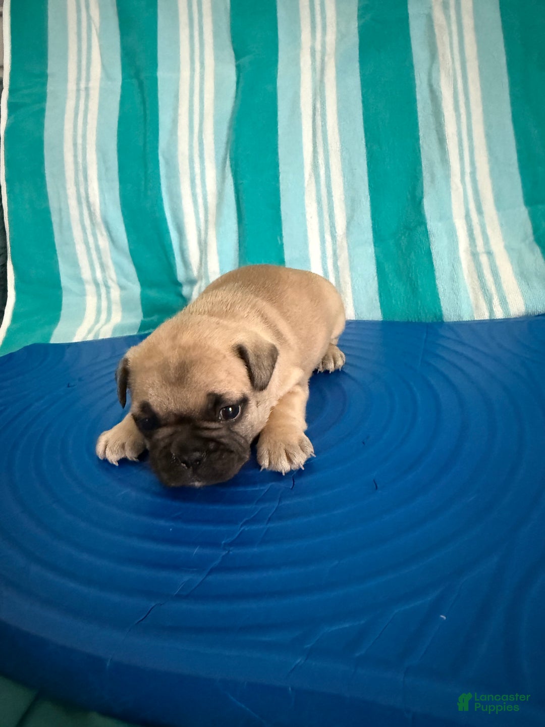 French Bulldog dogs for sale: Akc Fawn Black Mask - Image 16