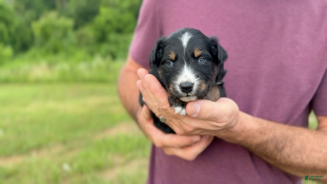 Australian Shepherd dogs for sale: Blaze - Image 4