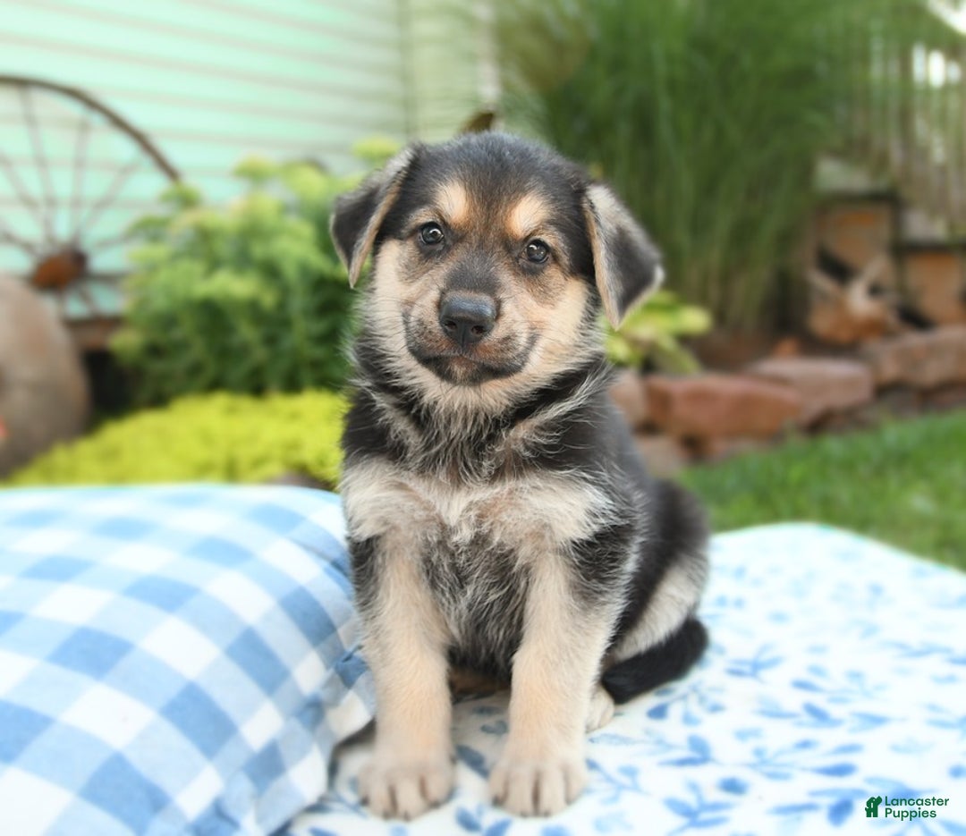 German Shepherd dogs for sale: Timber - Image 4