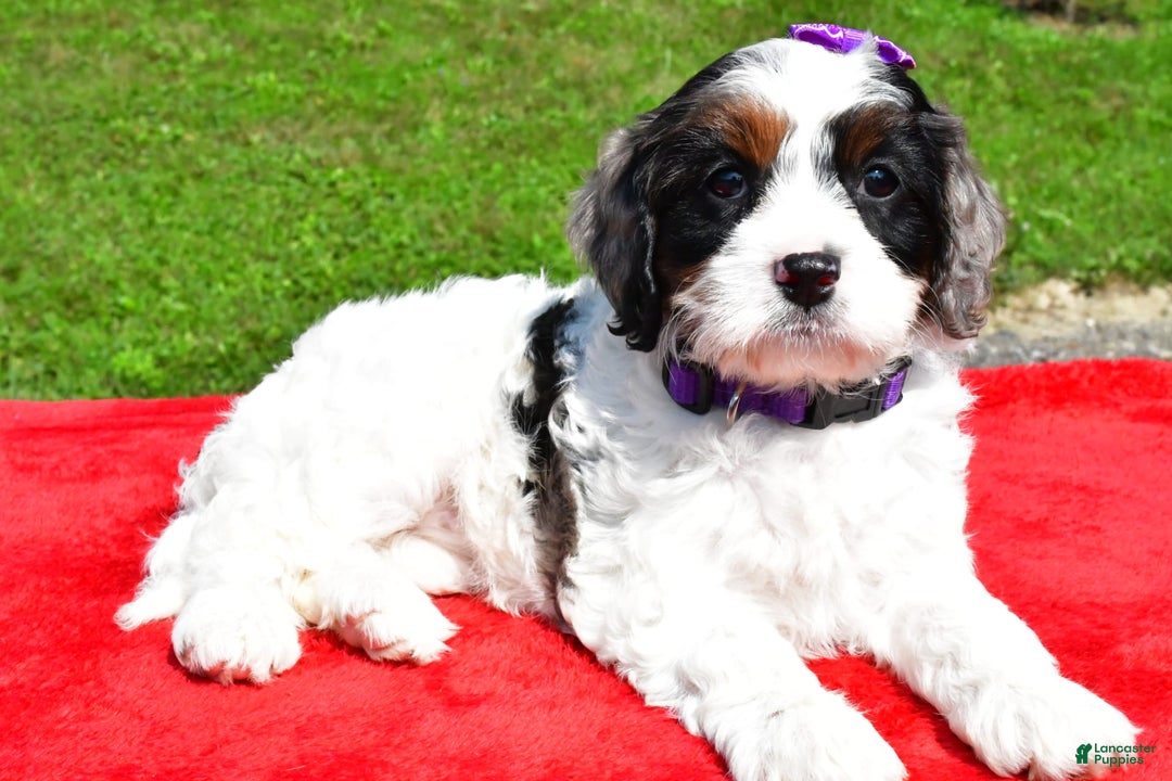 Cavapoo dogs for sale: Chloe - Image 3