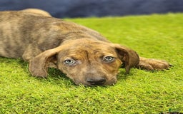 Catahoula Leopard Dog dogs for sale: Diamond 2025 M1 - Image 1