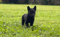Belgian Malinois dogs for sale: Akc Certified Male 7 - Image 6