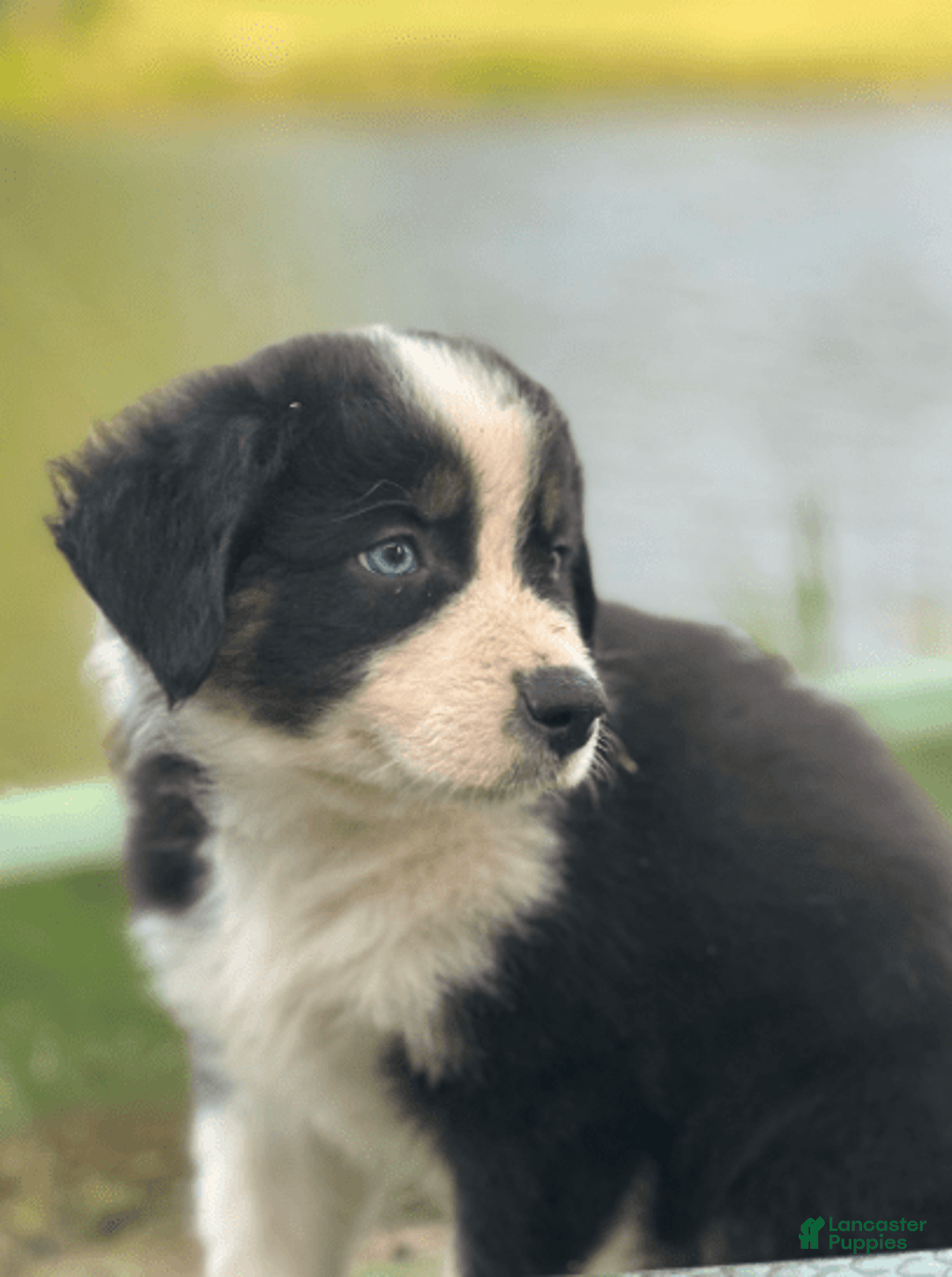Australian Shepherd dogs for sale: Luna - Image 4