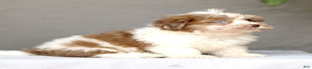 Debbie