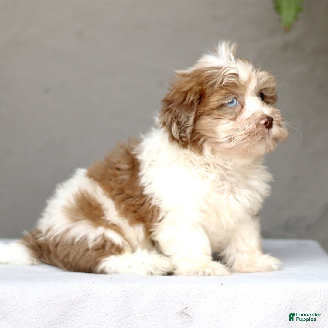 Shihpoo dogs for sale: Debbie - Image 2