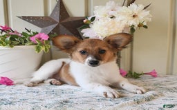 Papillon dogs for sale: Pongo - Image 23