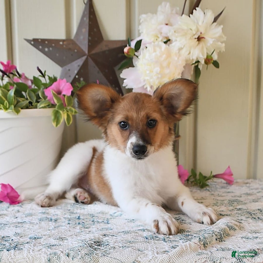 Papillon dogs for sale: Pongo - Image 23